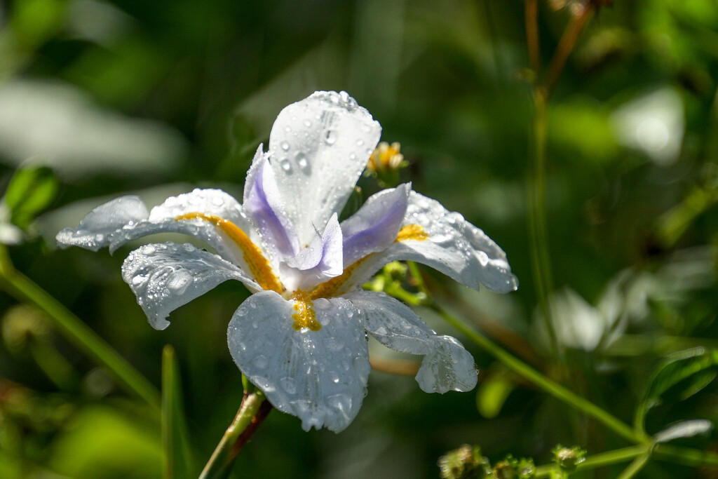 Drenched iris by danette