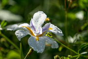 15th May 2022 - Drenched iris