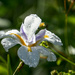 Drenched iris