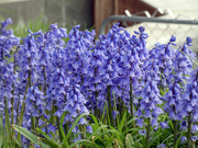 15th May 2022 - Everyday Bluebells