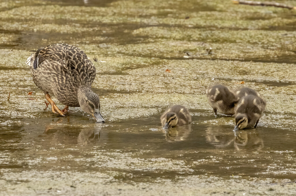 Duck and ducklings by shepherdmanswife