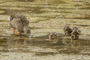 15th May 2022 - Duck and ducklings