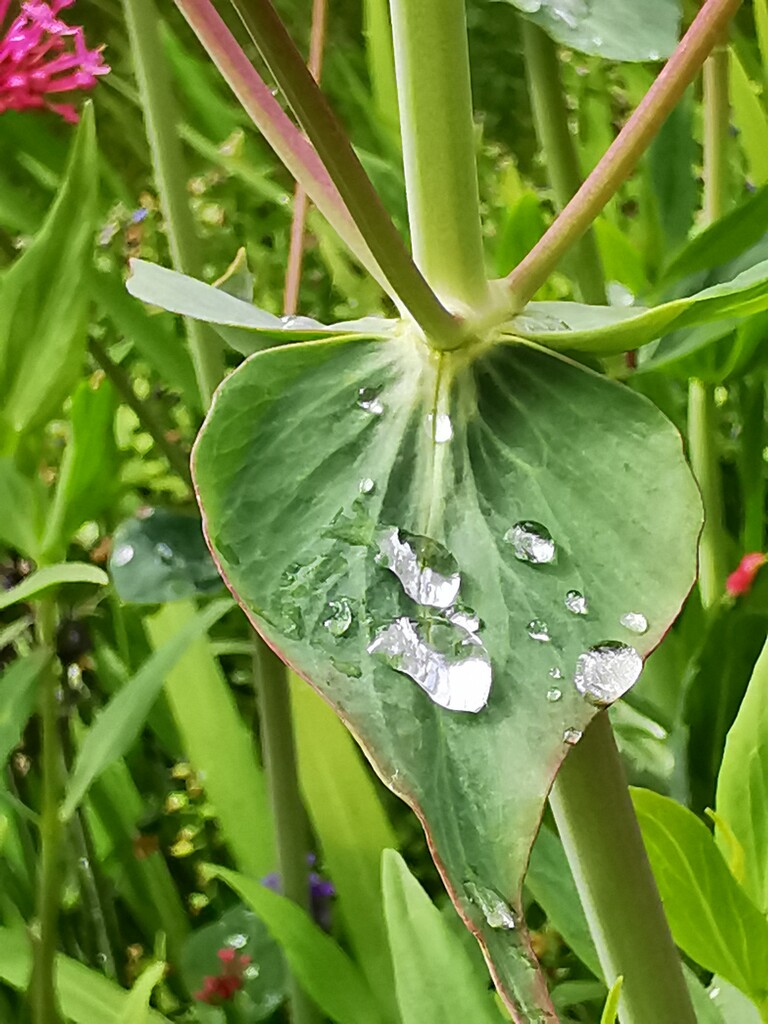 Raindrops in my garden  by plainjaneandnononsense