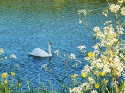 11th May 2022 - Framed Swan