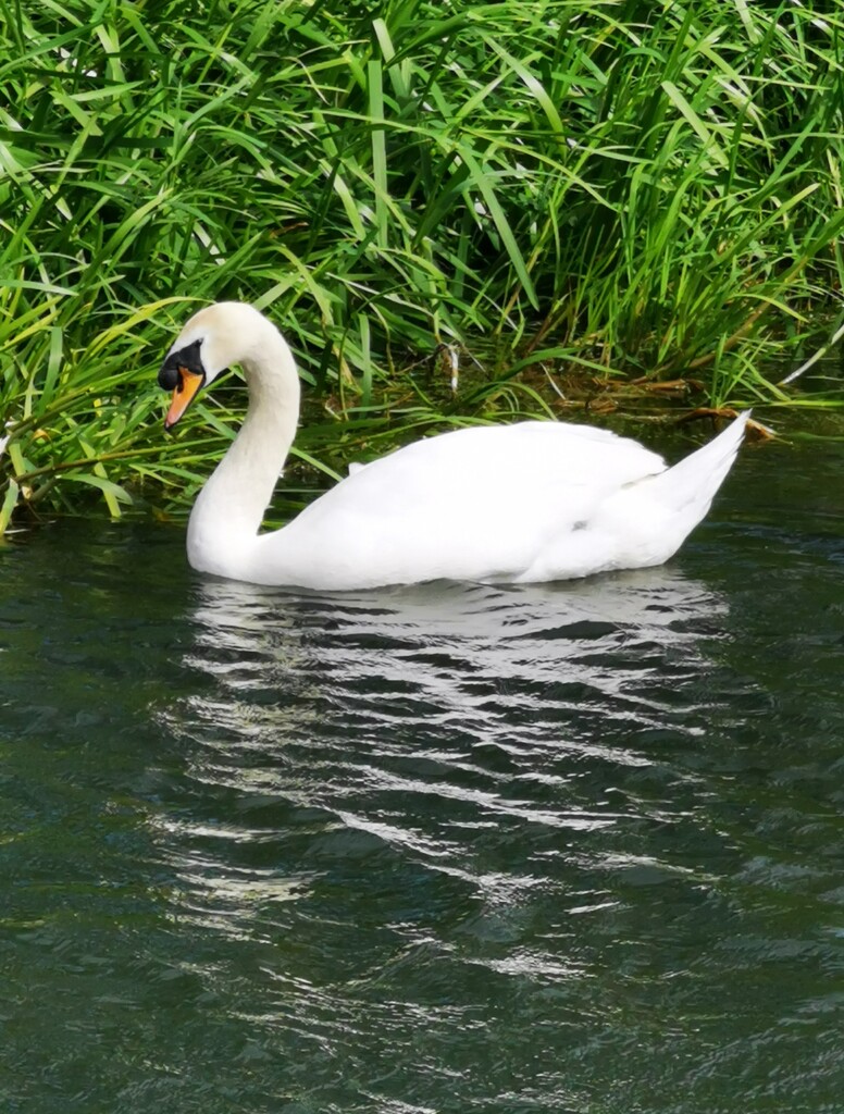 Another Swan  by plainjaneandnononsense