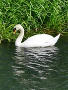 13th May 2022 - Another Swan 