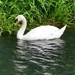 Another Swan 