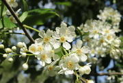 15th May 2022 - Bird cherry in bloom.