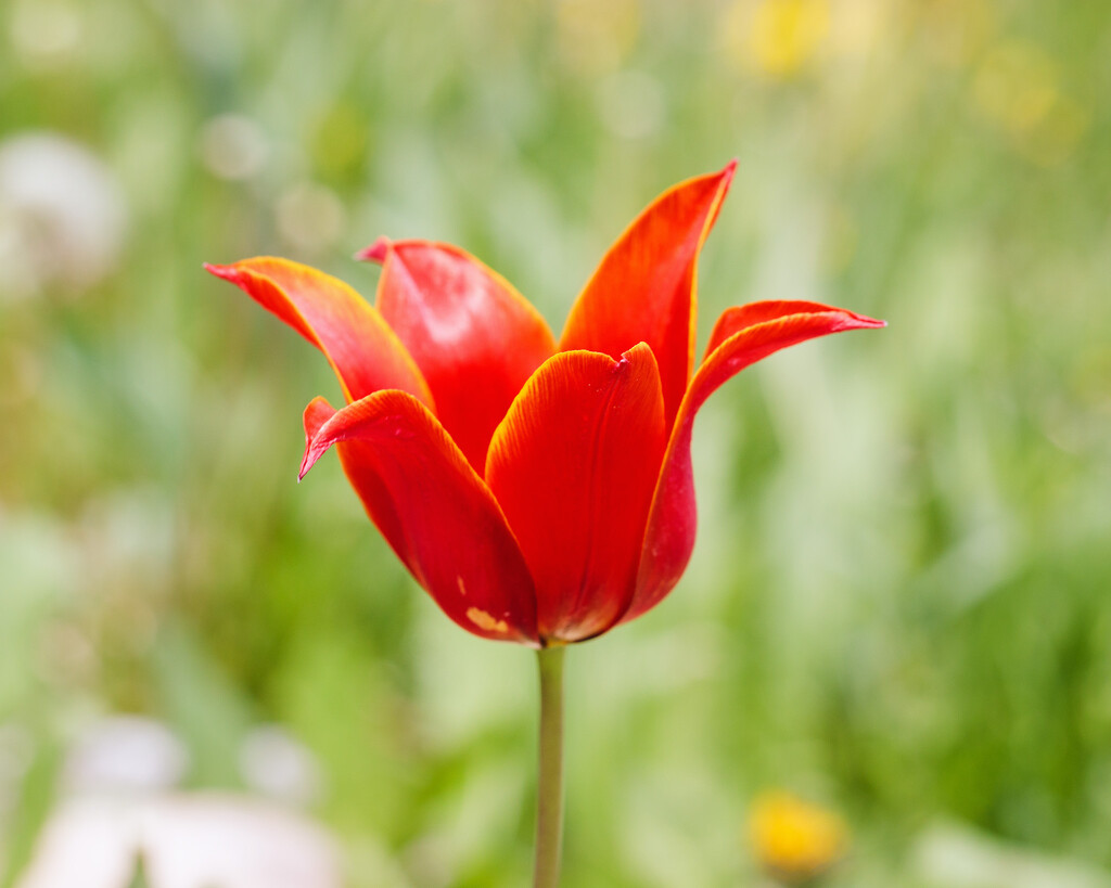 tulip by aecasey