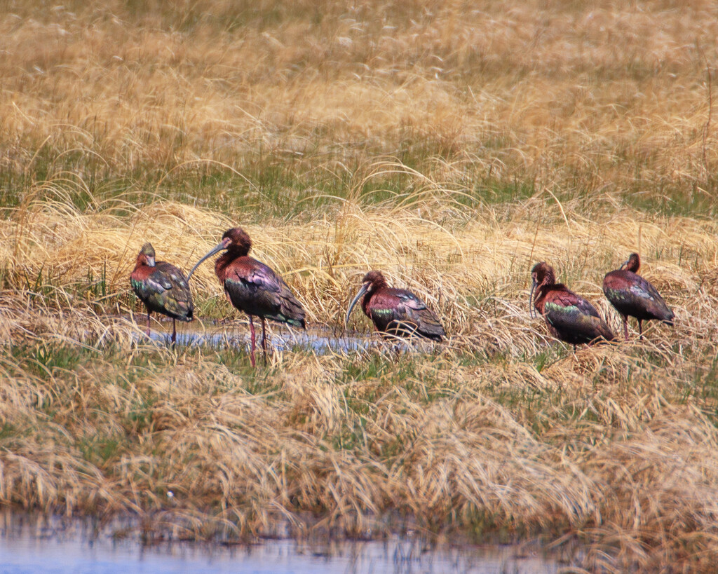 white faced ibis by aecasey