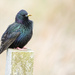 Starling by lifeat60degrees