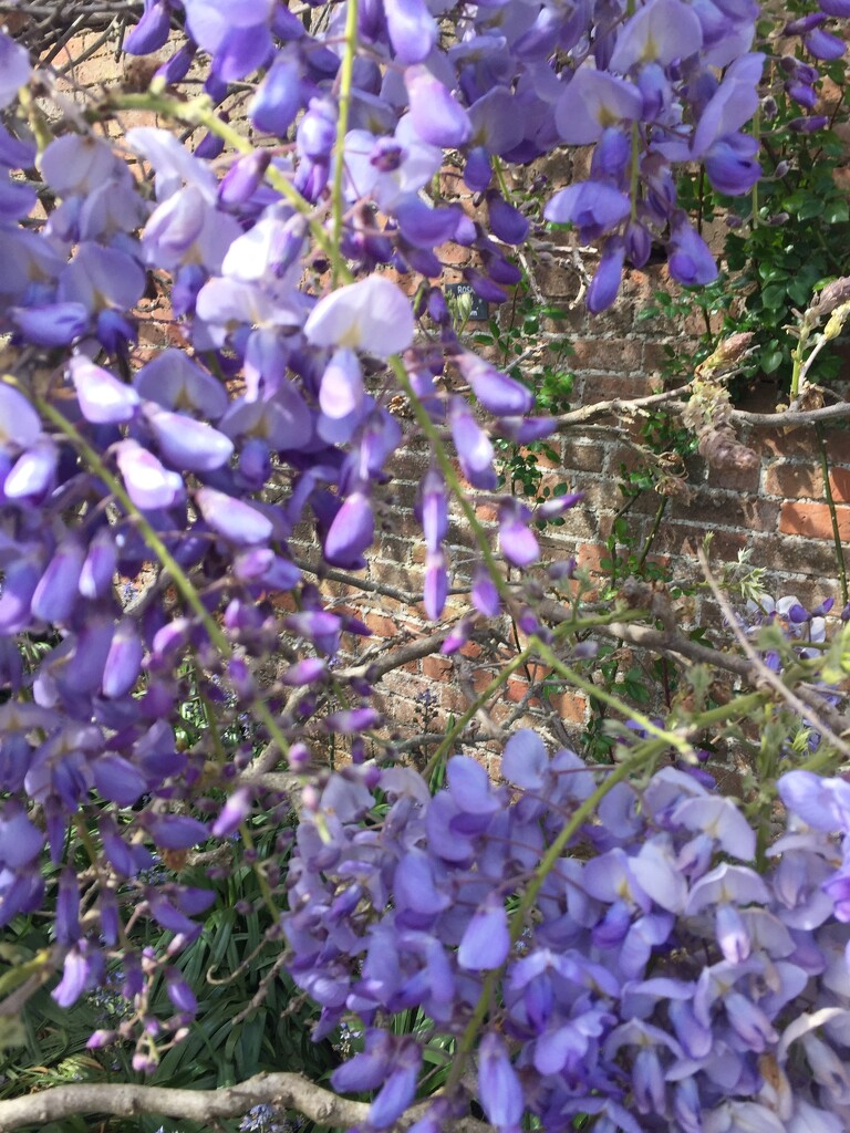 Wisteria just coming into full bloom    by snowy
