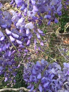 14th May 2022 - Wisteria just coming into full bloom   