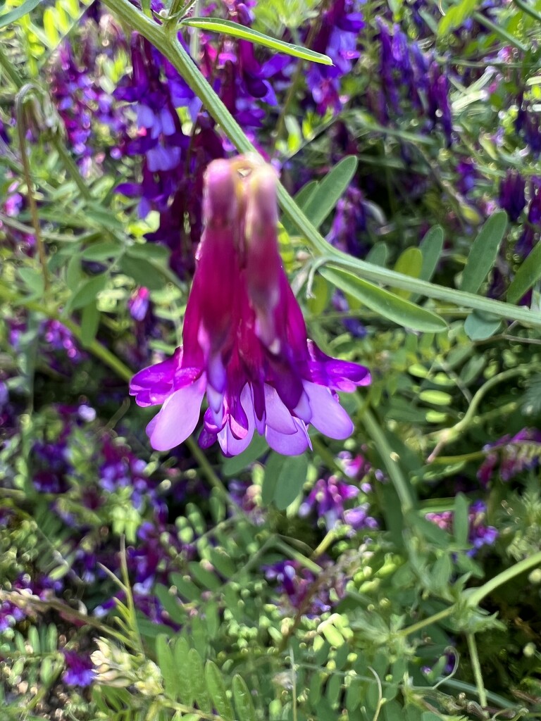 Closeup of a Vetch flower by shutterbug49