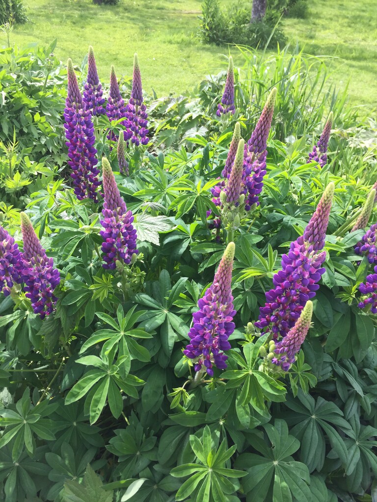 Lupins - a lovely cottage garden flower  by snowy