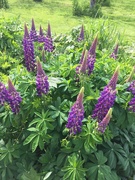 15th May 2022 - Lupins - a lovely cottage garden flower 