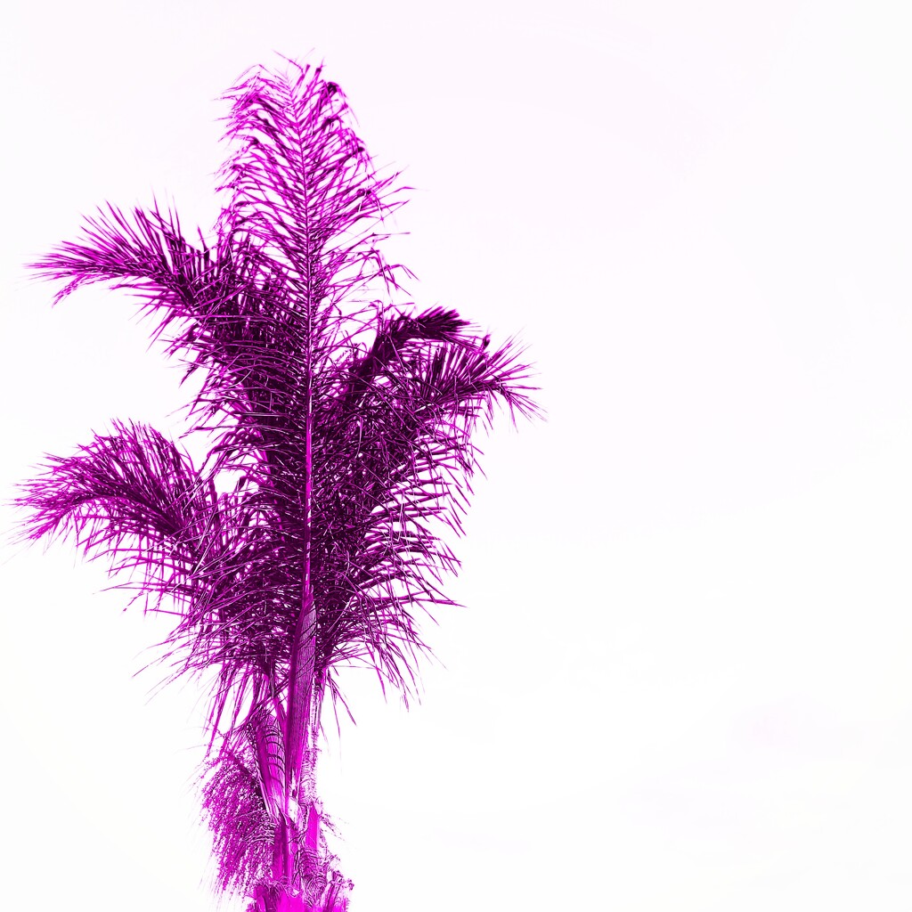 Pink Palm  by salza