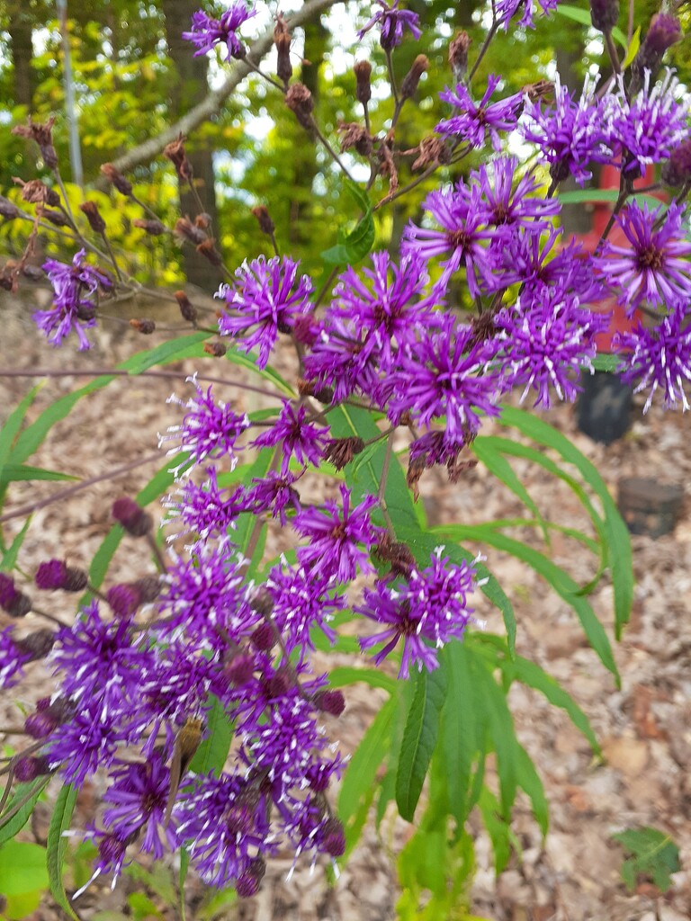 Purple Flowers by ambler