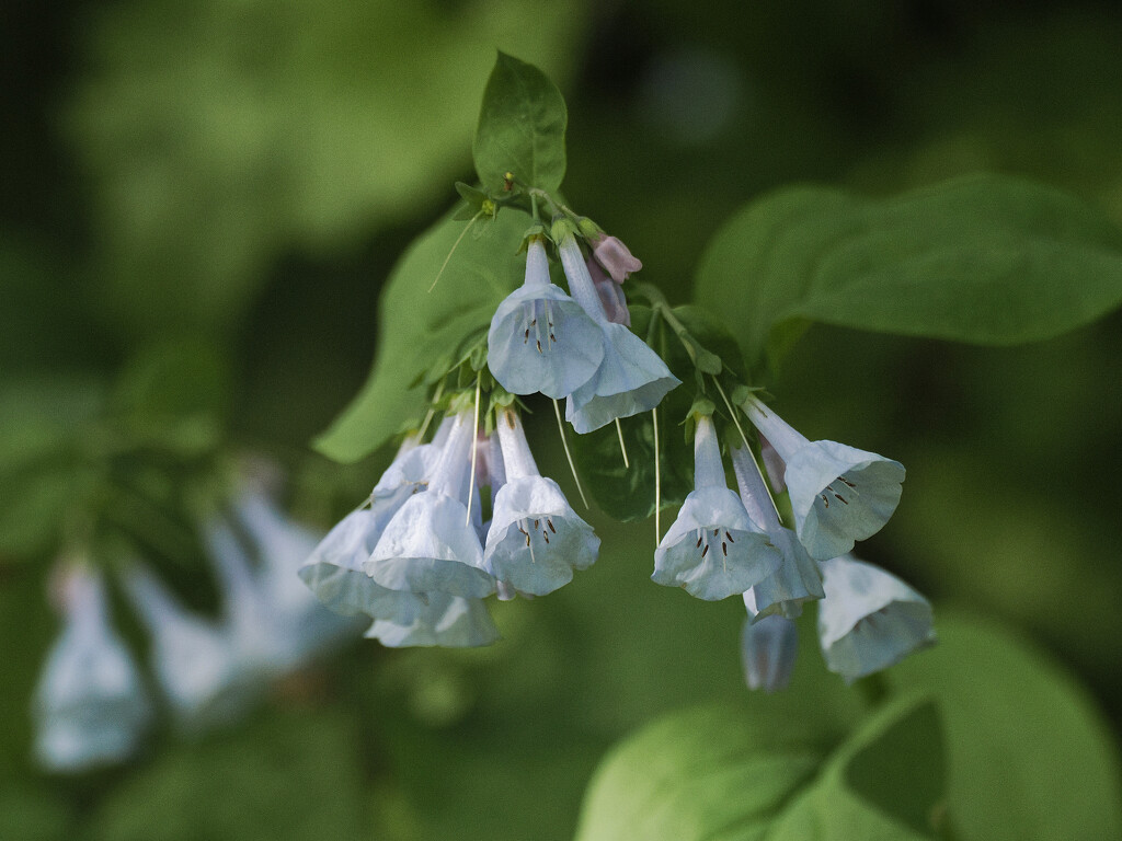 Virgnia bluebells ring by rminer