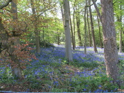30th Apr 2022 - Always a joy to spot a different patch of bluebells