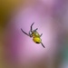 Incy wincy spider by gaillambert