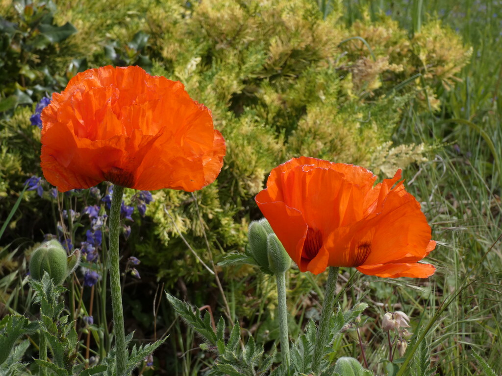 Oriental Poppies by foxes37