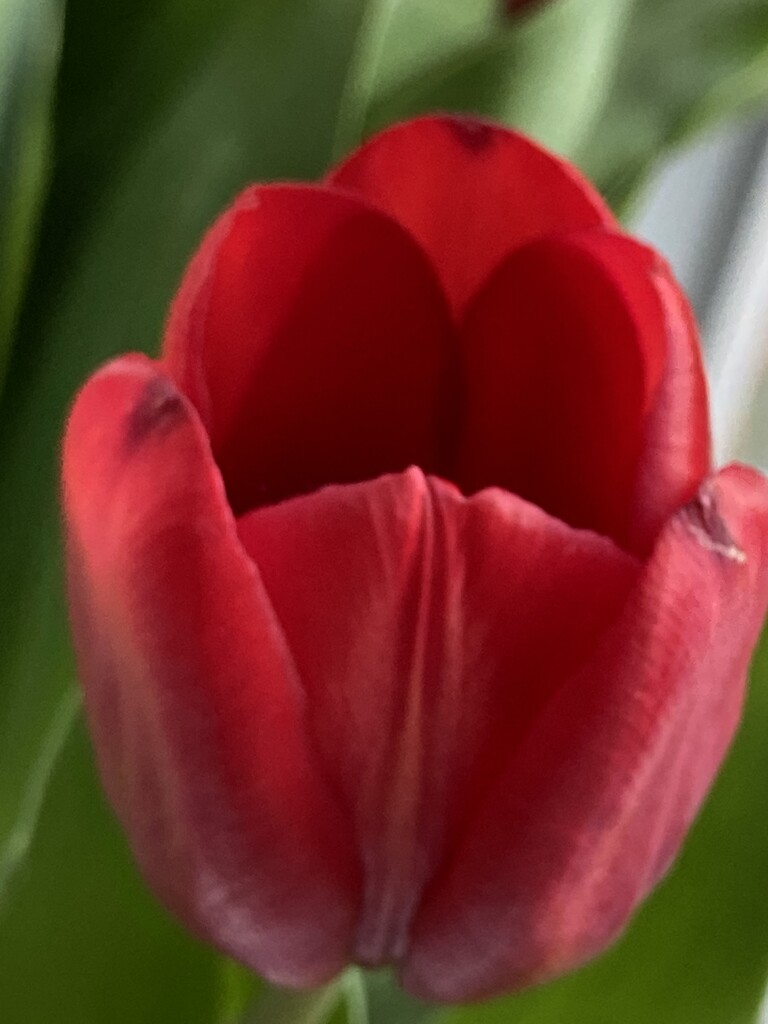 Tulip Flower  by cataylor41