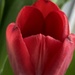 Tulip Flower  by cataylor41