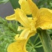 Yellow Flag Iris Flower by cataylor41