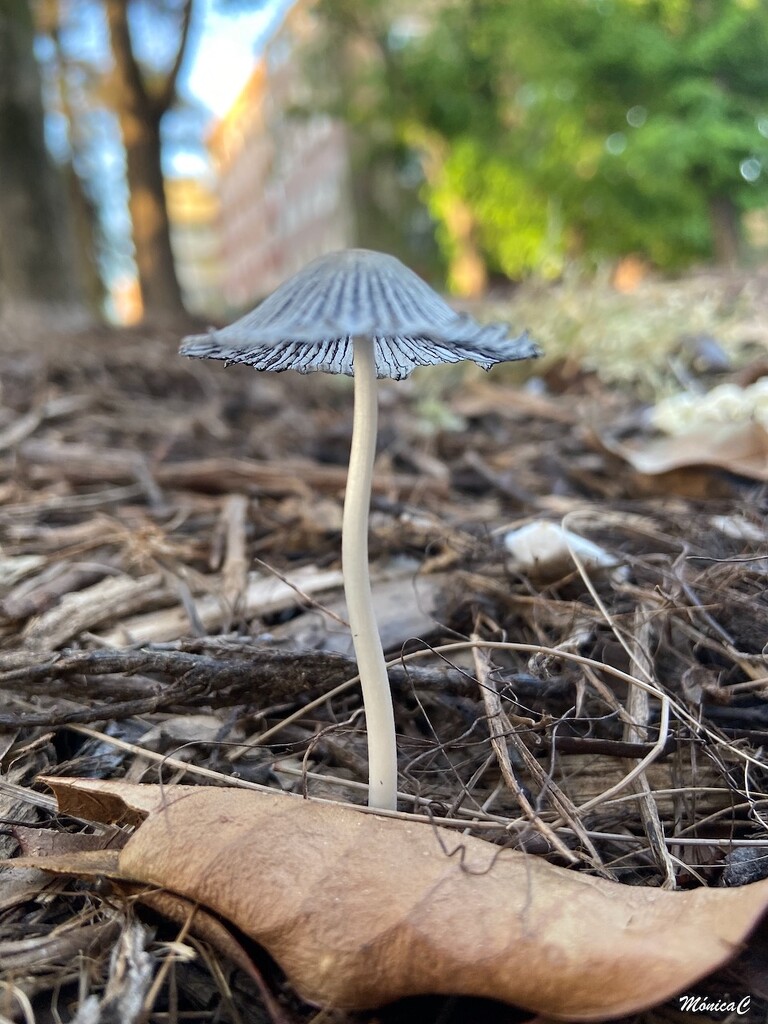 Mushroom by monicac