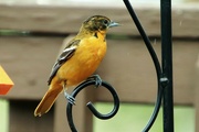 15th May 2022 - Oriole
