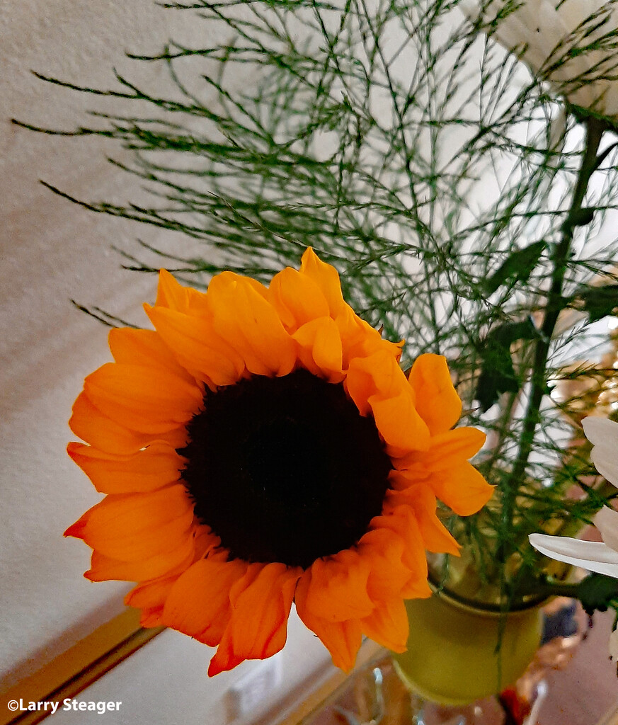 Sunflower by larrysphotos