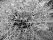 16th May 2022 - Sketchy hairy cat's-ear seedhead...
