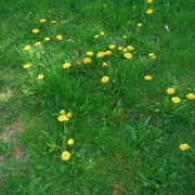15th May 2022 - My Front Lawn