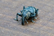14th May 2022 - PINE WEEVIL