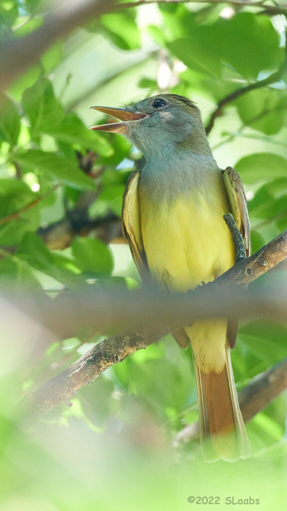 135-365 Great Crested Flycatcher by slaabs