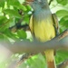 135-365 Great Crested Flycatcher