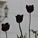 Tulip trio.  by 365jgh