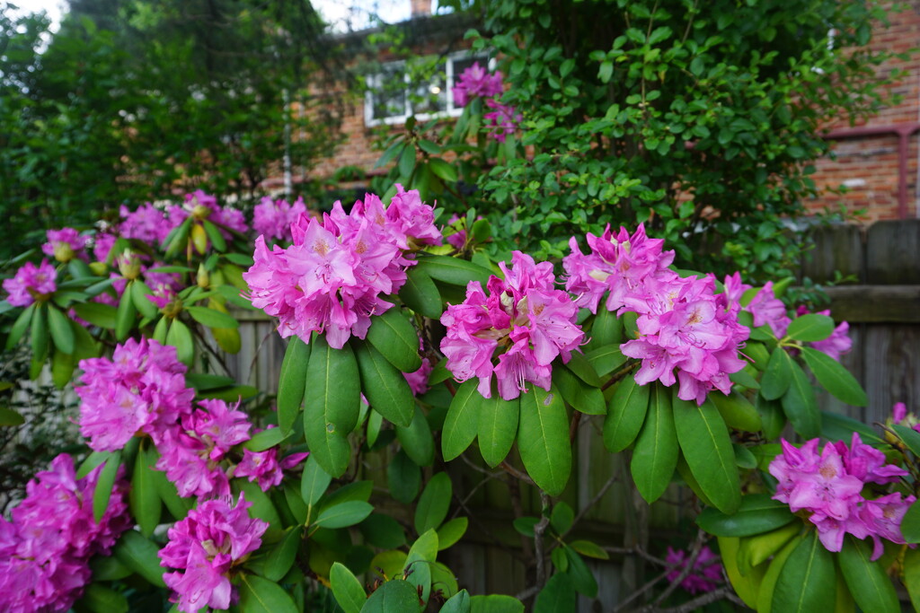 Rhododendron by allie912