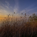 Tall Grasses Along Lake Ontario by pdulis