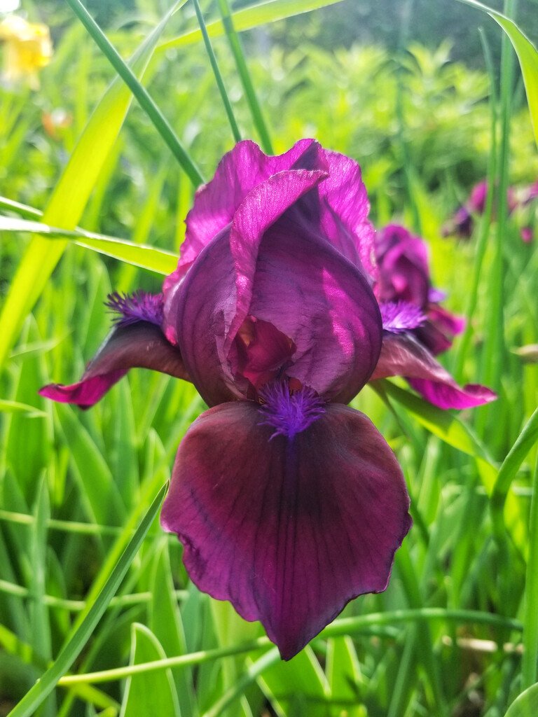 Tyrian purple iris by ljmanning
