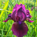 Tyrian purple iris