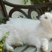 In Retrospect - That Special Cat by gardencat