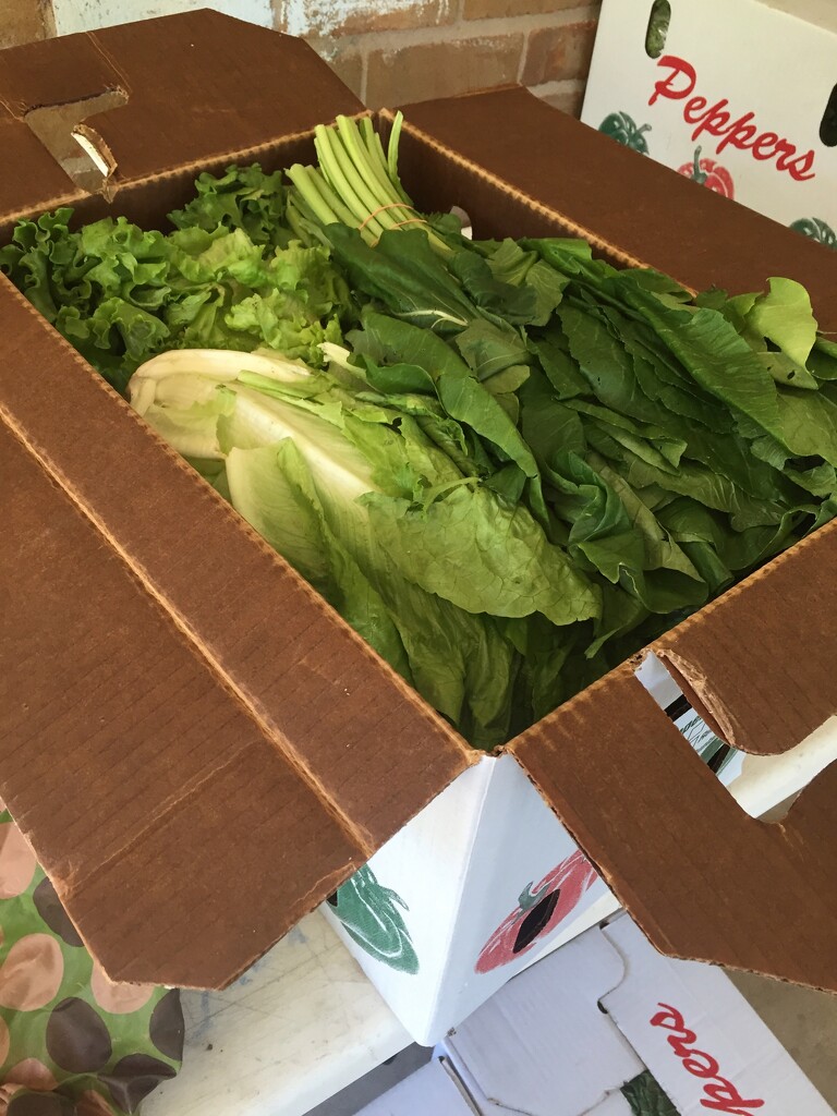 1st CSA delivery by margonaut