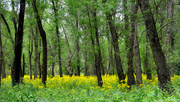 15th May 2022 - Butterweed in the Woods