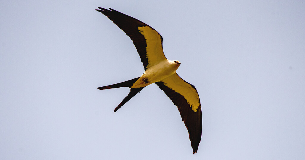 Swallowtail Kite, Being Mean! by rickster549