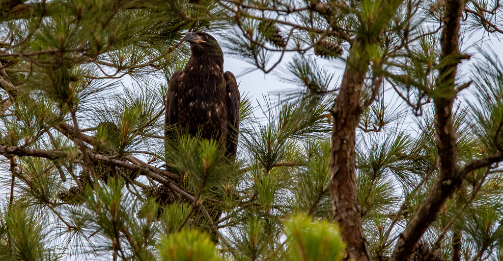 Juvenile Bald Eagle Avoiding the Crows! by rickster549