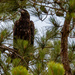 Juvenile Bald Eagle Avoiding the Crows! by rickster549