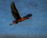 15th May 2022 - White-faced Ibis