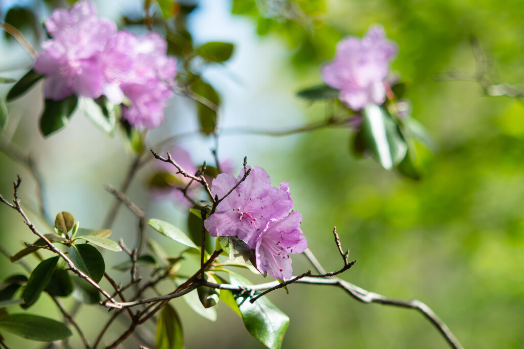 Rhododendron by tosee